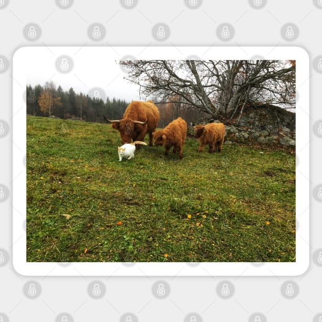 Scottish Highland Cattle Calves and Cat 1838 Sticker by SaarelaHighland